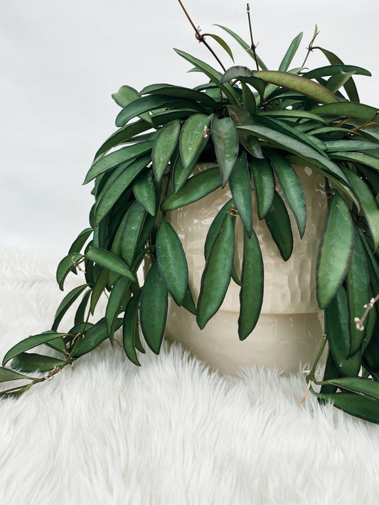Pedestal planter