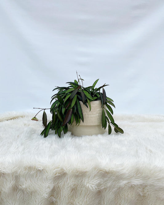 Pedestal planter